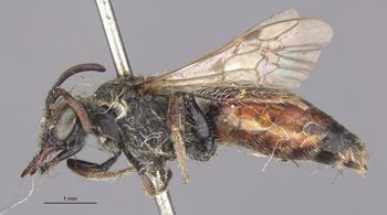 Media type: image;   Entomology 27105 Aspect: habitus lateral view